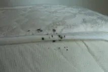 стая след това