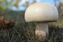 какви дома