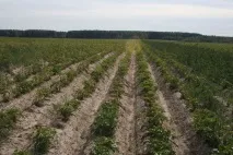 Як необхідно обробляти ґрунт для вирощування картоплі на дачі ґрунт