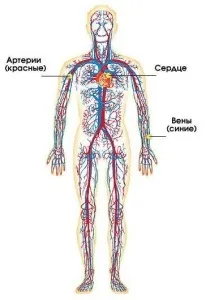 дишаме тренировка