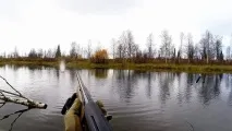 Як полювати на качку восени з підходу, на перельотах, опудала качку