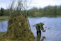Як полювати на качку восени з підходу, на перельотах, опудала полювати