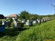 Який дохід приносить бджільництво дохід