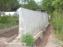 домати открито
