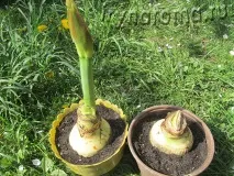 Як посадити амариліс або гіппеаструм, Аромати та квіти для здоров’я-краси. посадити