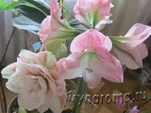 Як посадити амариліс або гіппеаструм, Аромати та квіти для здоров’я-краси. гіппеаструм