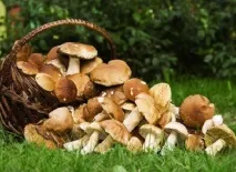 Як сушити гриби в домашніх умовах на зиму - 5 способів гриби
