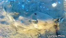 тюлени намерени