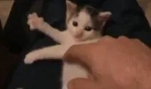 нашите кучета