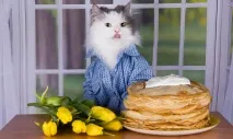 Чи можна давати котам їсти млинці, Кіт і Кішка можна