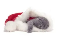алкохолни възможно