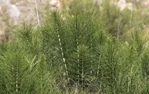 Народні засоби при лікуванні катаракти ока від меду до хробаків лікуванні