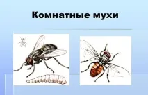 Мошки з прозорими крилами - як позбутися прозорими