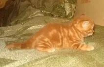 котки възможно