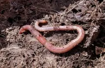 Народні засоби при лікуванні катаракти ока від меду до хробаків народні