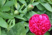 Народні засоби при лікуванні катаракти ока від меду до хробаків народні