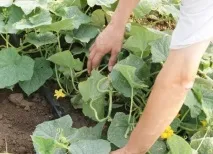 краставици знаци