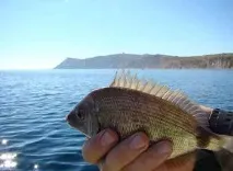 достигне дъното Морски шаран