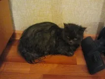 На дачі прибилася до нас кішка 2009