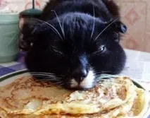 Чи можна давати котам їсти млинці, Кіт і Кішка котам