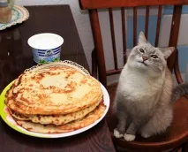 Чи можна давати котам їсти млинці, Кіт і Кішка котам