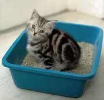котило котило