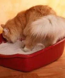 котило Fresh Step