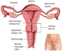 яйчниците лекуваме