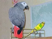 Cum să înveți un papagal să vorbească budgerigars vorbitori, cenușii, cacatos vorbitori, korelas,