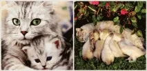 дали котката