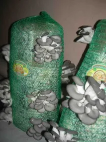 Як організувати бізнес на вирощуванні грибів вирощуванні