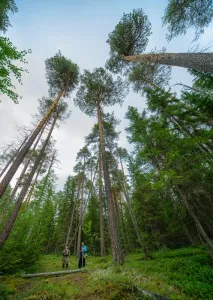 горски плодове богати риба