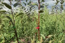 Як виробляють яблучний сік, Світ у фотографіях фотографіях
