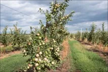 Як виробляють яблучний сік, Світ у фотографіях соку