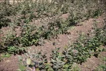 Як виробляють яблучний сік, Світ у фотографіях світ
