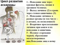 Як відбувається зараження аскаридами особливості розвитку інфекції, можливі шляхи передачі відбувається