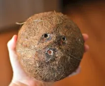 чомучки