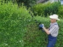 Як зробити живопліт з верби, бузку чи спіреї верби