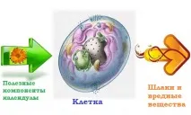 невен панкреатит