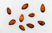 ябълково дърво ябълково дърво