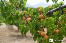 отглеждам моят