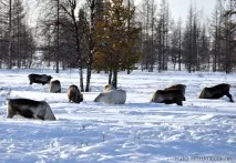 елените защитим