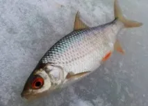 календар месец