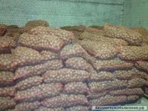 першої репродукції