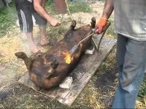Як забити свиню - як забити свиню одному - Тварини - Інше свиню