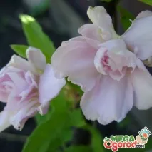 Калістегія Флоре Плена - красива і невибаглива кучерява рослина кучерява