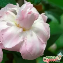 Калістегія Флоре Плена - красива і невибаглива кучерява рослина кучерява