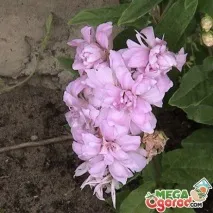 Калістегія Флоре Плена - красива і невибаглива кучерява рослина плена