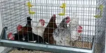 Клітинний вміст курей-несучок секрети та поради секрети