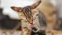 Коли зміниться очі у кошеня британця, Нашікішки і собаки кошеня